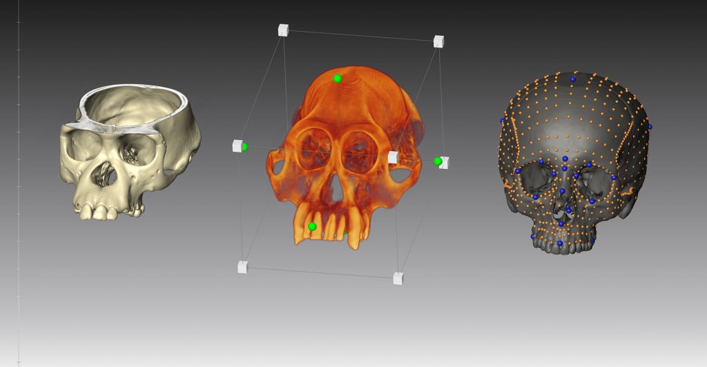 Virtual Anthropology and Geometric Morphometrics skull morphs