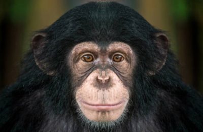 A new article has been published by HEAS member Martin Kuhlwilm et al. on the genomic history of chimpanzees.