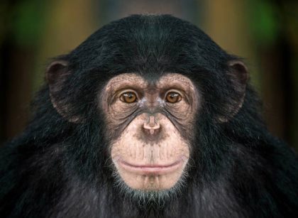 Chimpanzee face