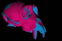 digital comparison between male and female hominoid skull