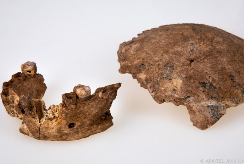 skull fragments