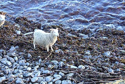 Sheep at the beach