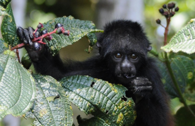 Primate diversity studies with a contribution of HEAS member Martin Kuhlwilm