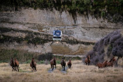 Picture of horses in New Zealand