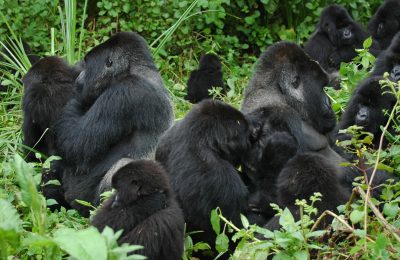 Gene flow from an extinct population in gorillas uncovered by HEAS member Martin Kuhlwilm and team