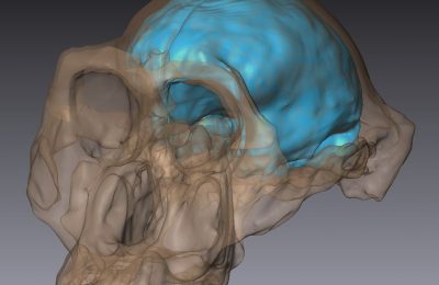 HEAS Virtual Anthropology Group releases free 3D data of Australopithecus afarensis cranium