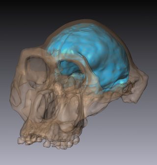 Reconstruction Cranium Endocast