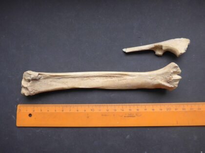 Fallow deer bone