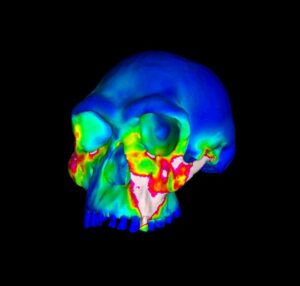 Earliest members of genus Homo may have ditched hard foods on the road to becoming human