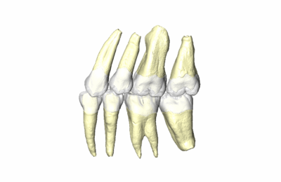 PhD position in Virtual Anthropology Group