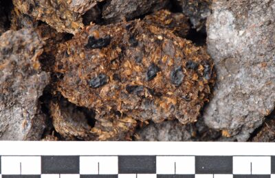 Mining and Dining: Prehistoric Diets in the Salt Mines of Hallstatt