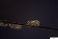 Michelle Hämmerle - The photo is showing louse nits from the species Pediculus humanus americanus on the head of a 500-year old Inca mummy, from which we extracted both host louse DNA and DNA of the bacterium Bartonella quintana. The picture was taken using cross-polarized light at 400× magnification. 