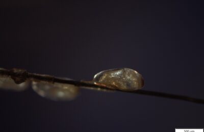 Michelle Hämmerle wins Annual HEAS Photo Competition