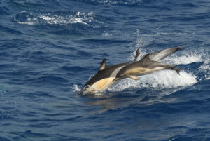common dolphin and baby