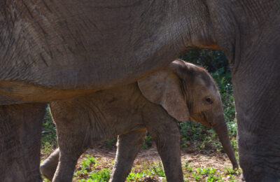 Human childbirth is not uniquely difficult among mammals