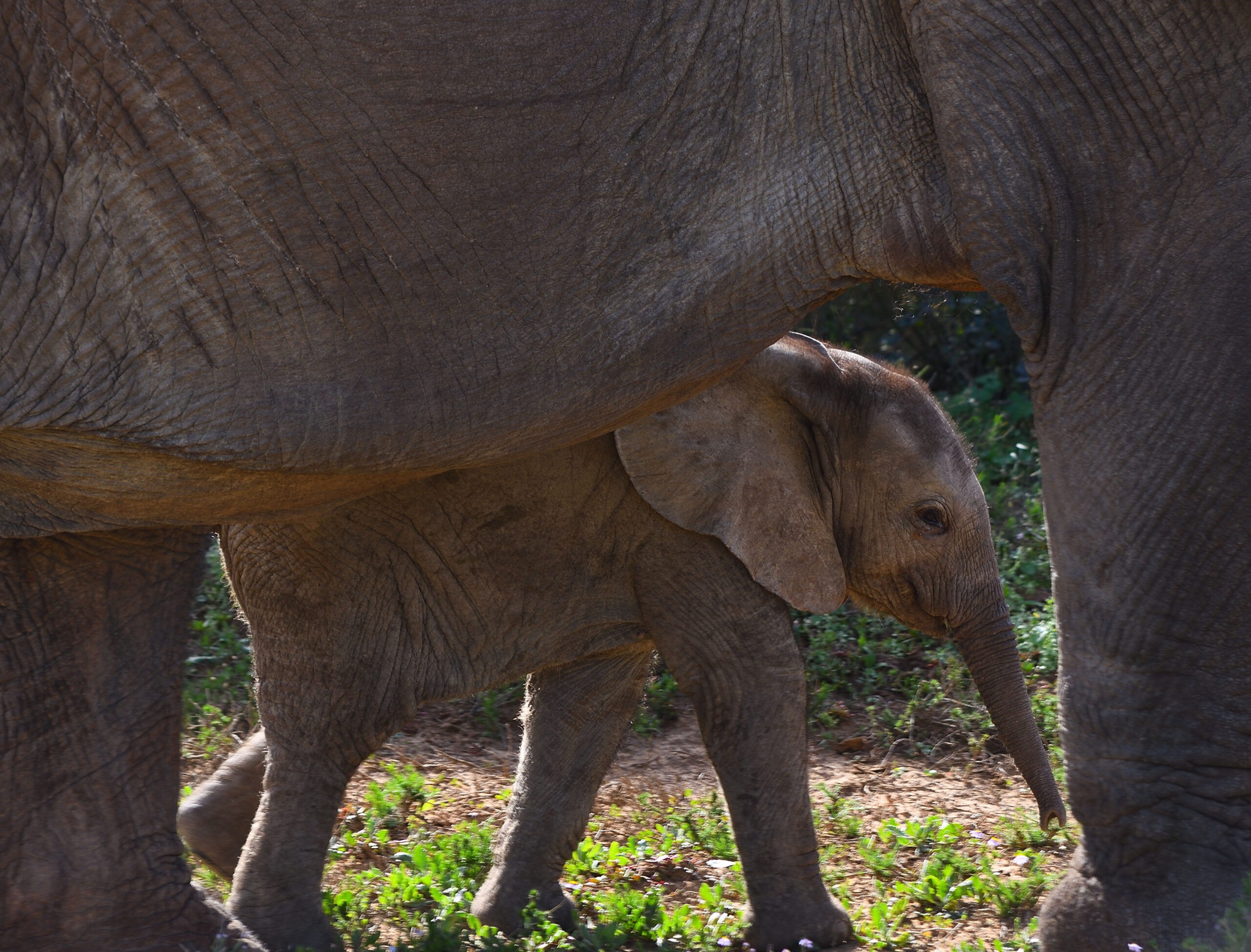 loxodonta-africana-elephant_calf_01