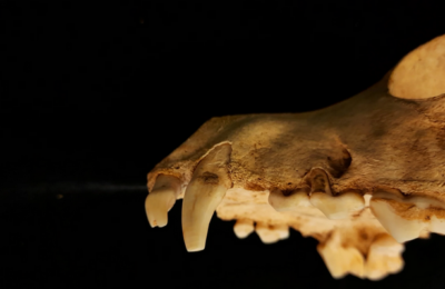 Osteoarchaeologist Ellen Green To Give A Talk At The ÖAI