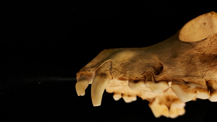 carnivore skull