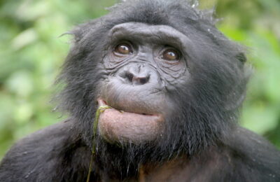 From Hair to Hearing: Genomes Reveal How Great Apes Adapted