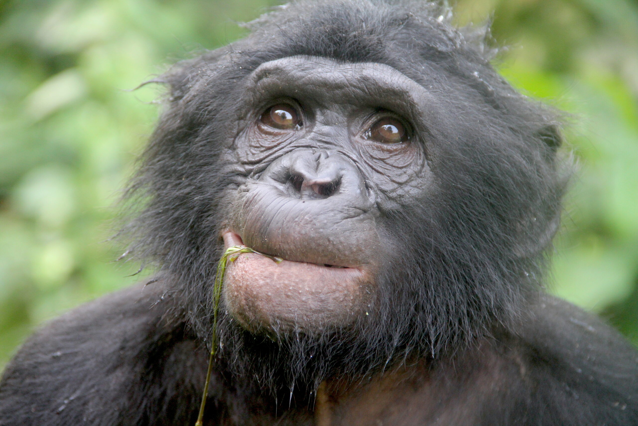 great ape